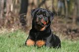 ROTTWEILER 523